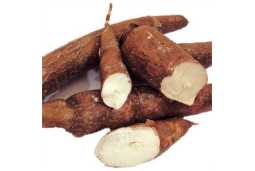 Cassava Dehydration