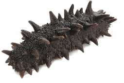 Trepang (Sea Cucumber) Dehydration