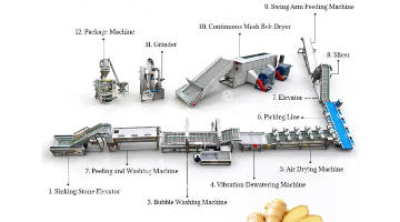 Automatic Continuous Ginger Processing Line