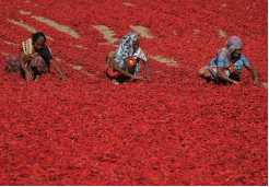 Chili Drying Time/Factors Affecting Chili Drying Time