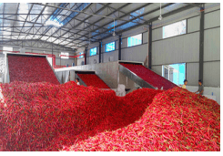 How to Dry Chili/ Chili Dryer Price/ Chili Drying Time/ Chili Drying Process